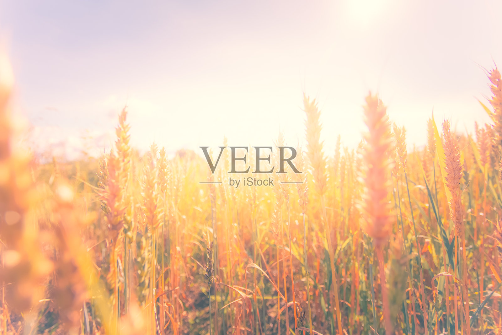 芬兰小麦田野视图。自动化Kajaani,芬兰。照片摄影图片