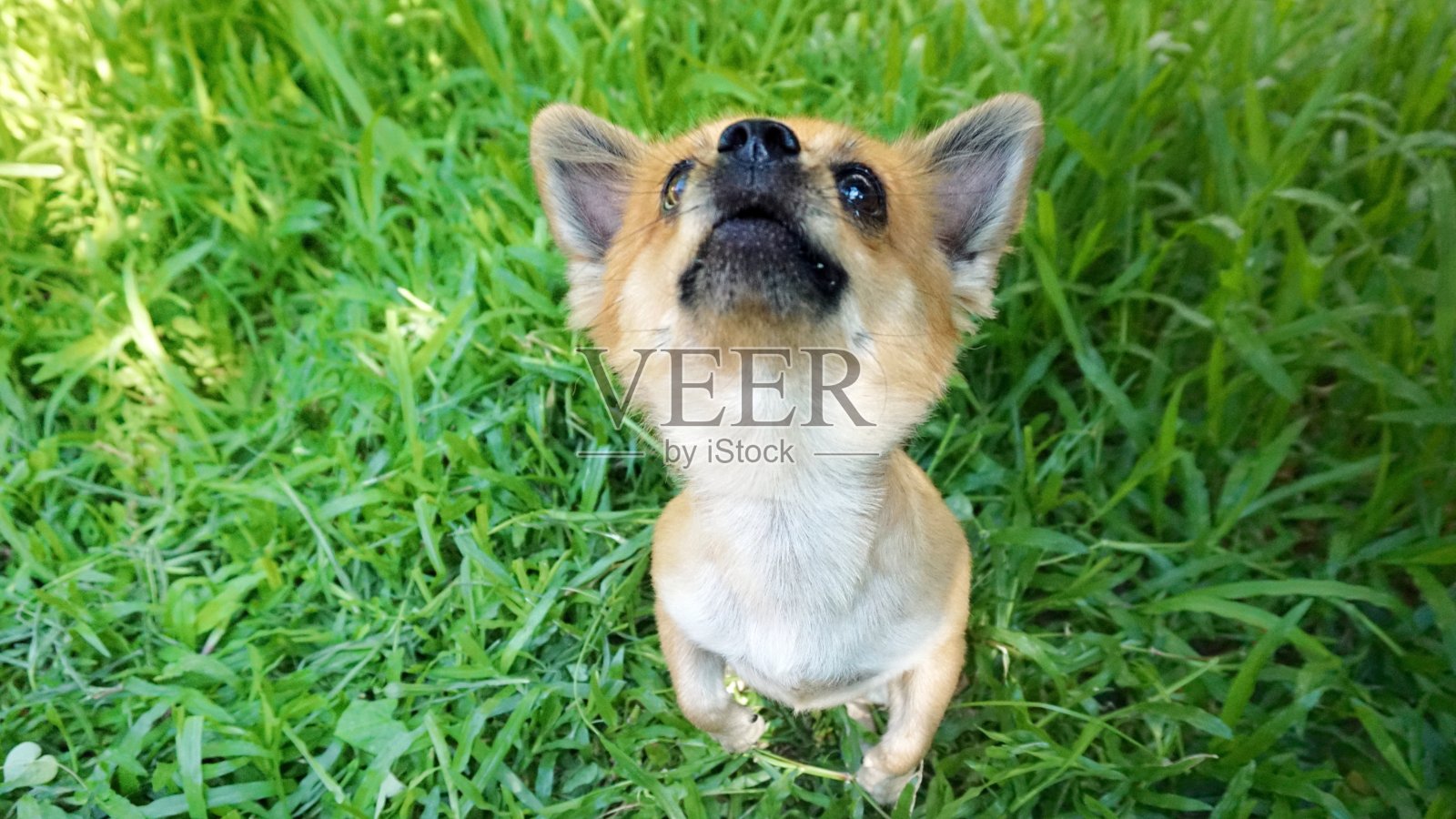 一只吉娃娃狗在跳照片摄影图片