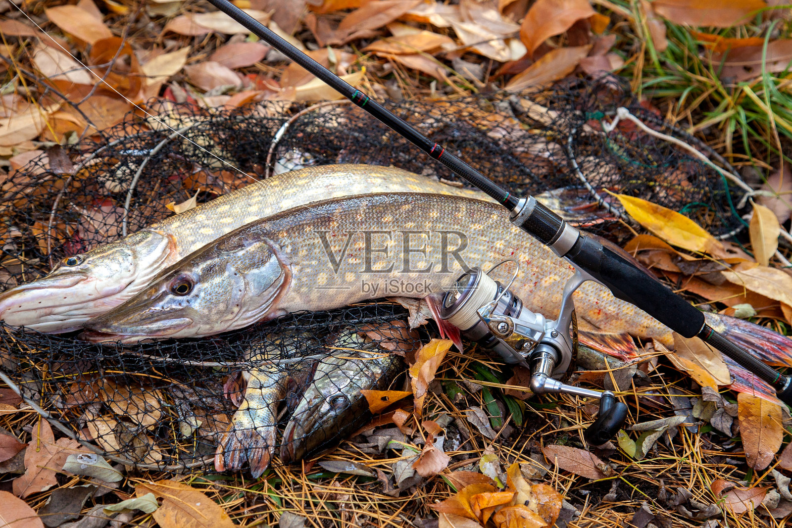 淡水派克鱼。两条淡水鱼躺在着陆网上，渔网在其中，鱼竿和卷轴。照片摄影图片