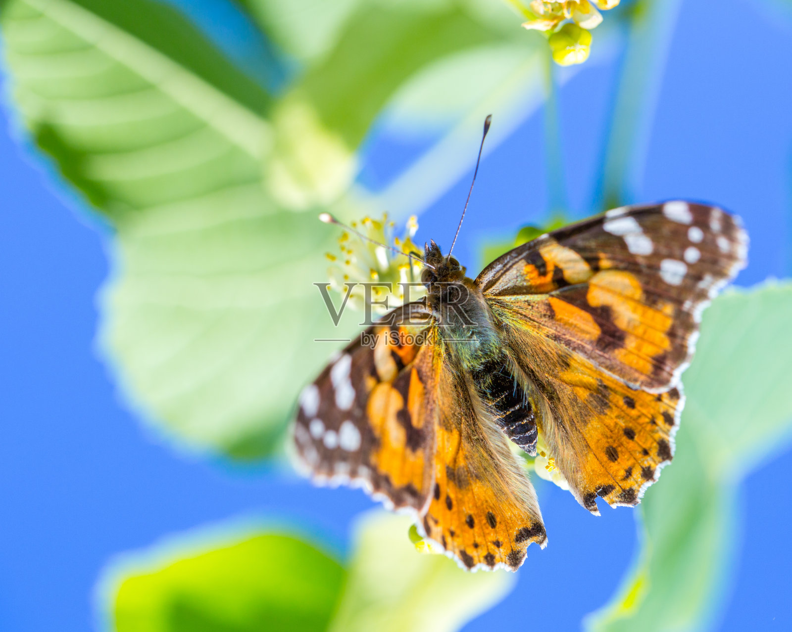 彩绘淑女蝴蝶(凡妮莎卡杜伊)以花蜜为食的椴树树照片摄影图片
