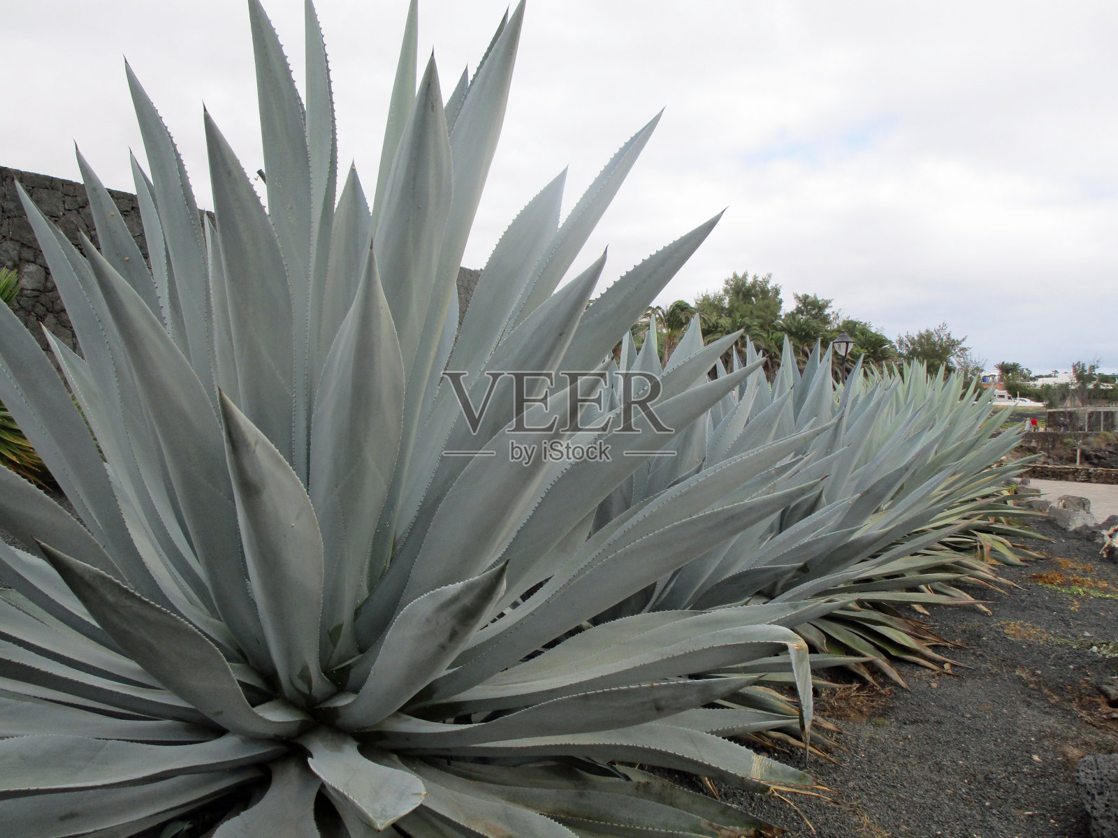 排灰色尖仙人掌在透视视图照片摄影图片