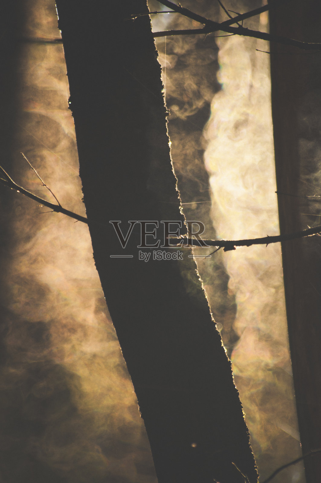 阳光明媚，雾蒙蒙的神秘森林照片摄影图片