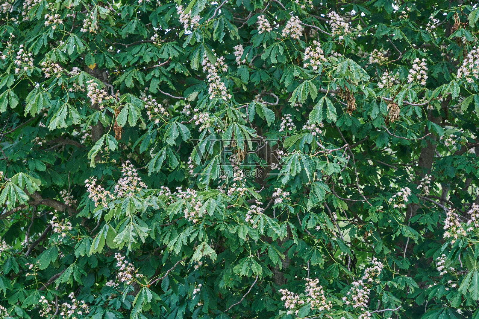 栗树(七叶树)的花和叶细节照片摄影图片