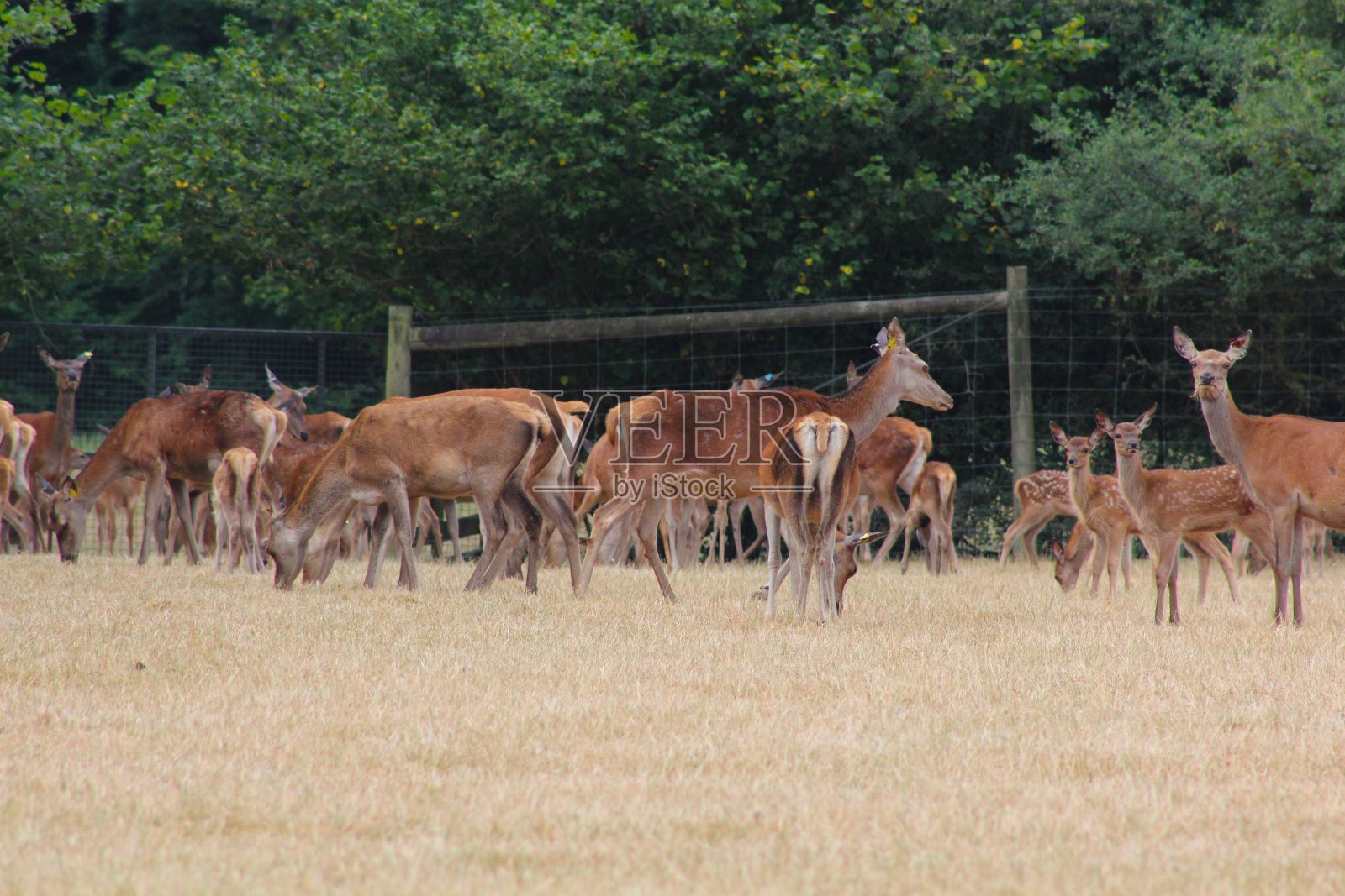 一群母鹿照片摄影图片
