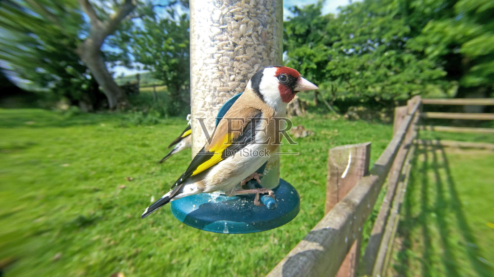 从管状花生种子喂食器中喂食的金翅雀照片摄影图片