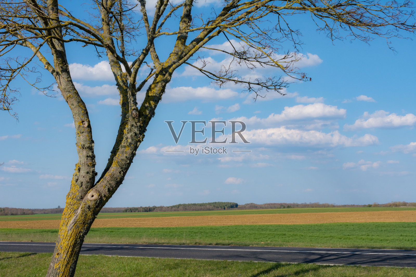 悬铃木树沿着乡间小路照片摄影图片