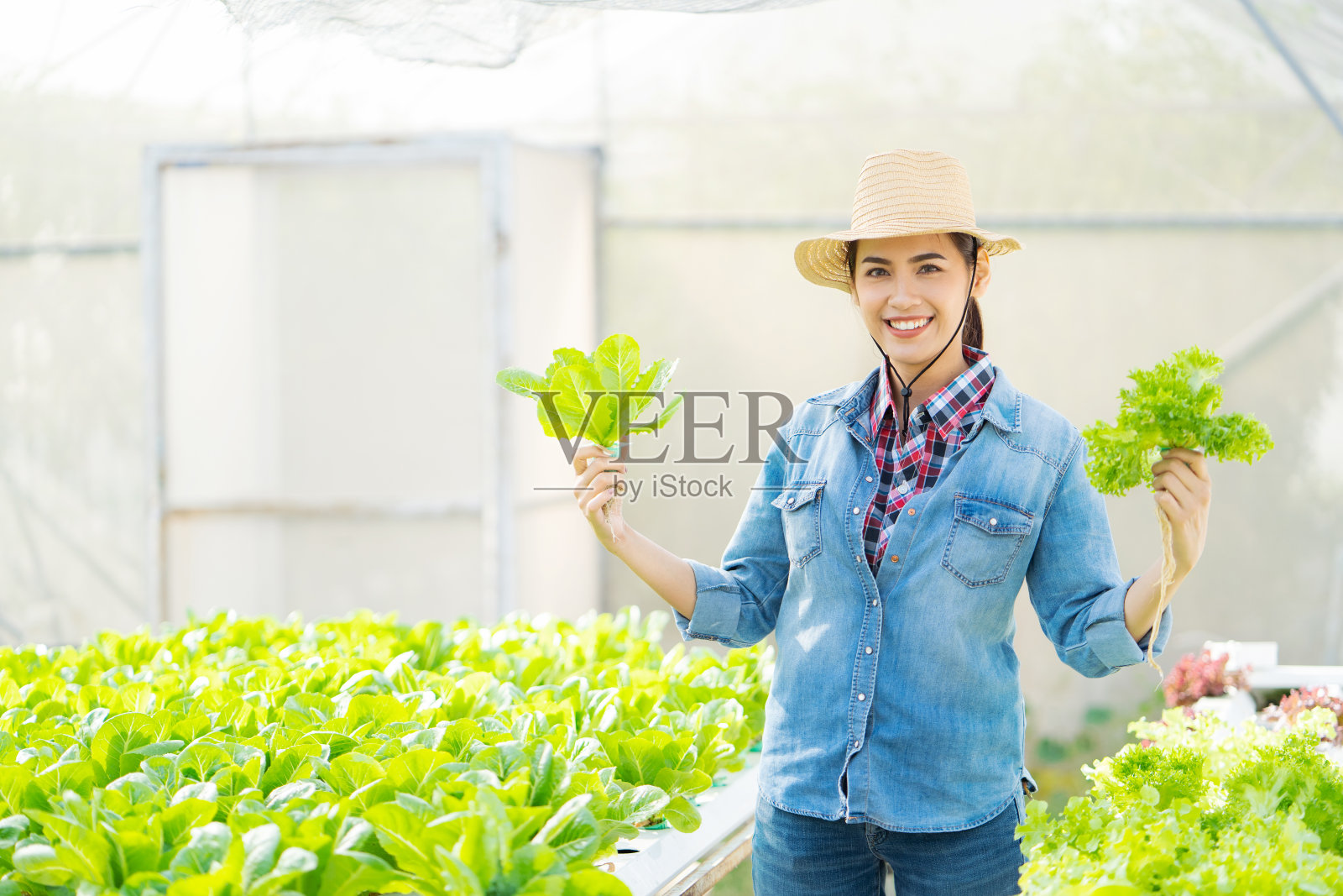 在水培蔬菜沙拉农场的亚洲农民。照片摄影图片