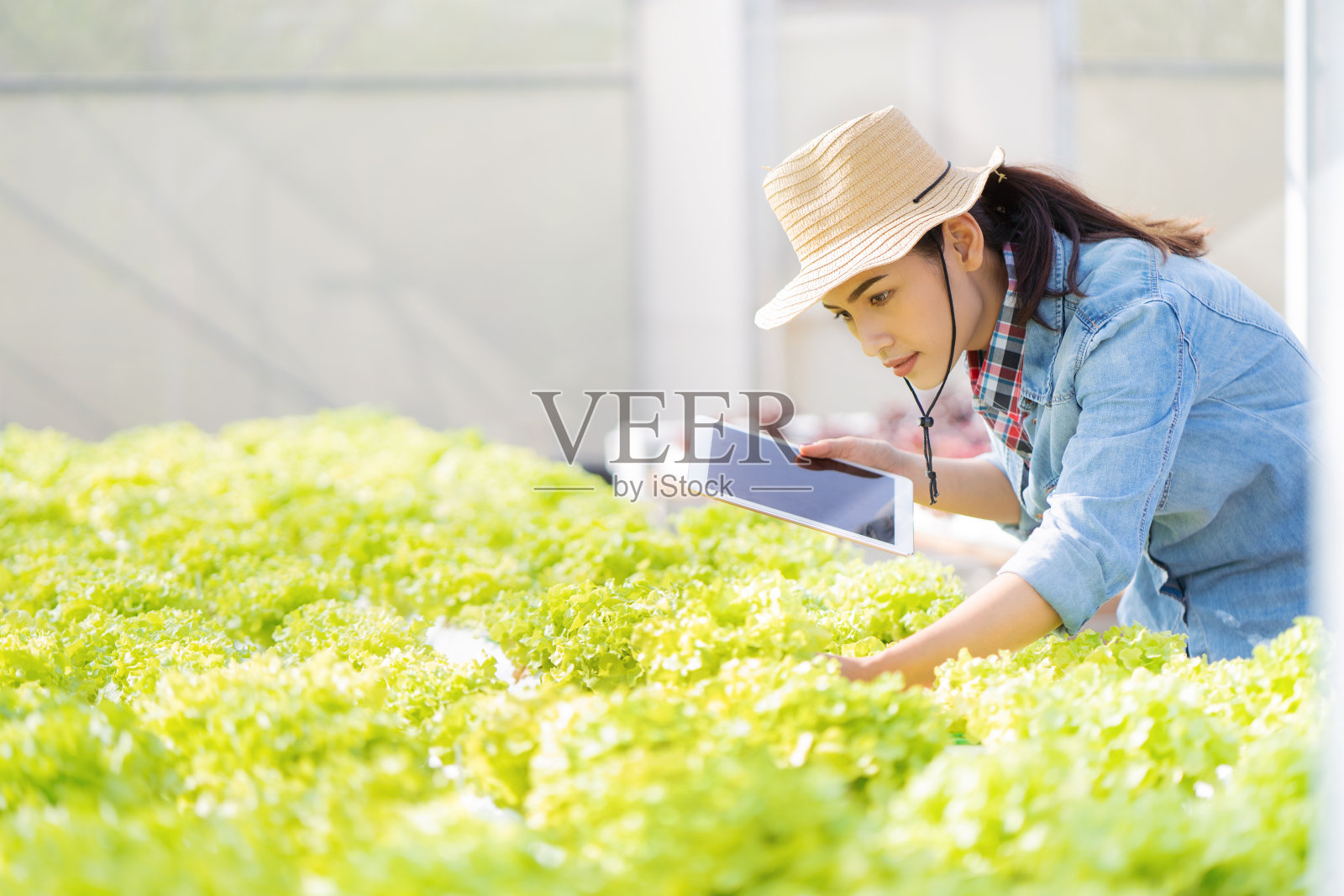 在水培蔬菜沙拉农场，农民们正在用药片记录数据。照片摄影图片