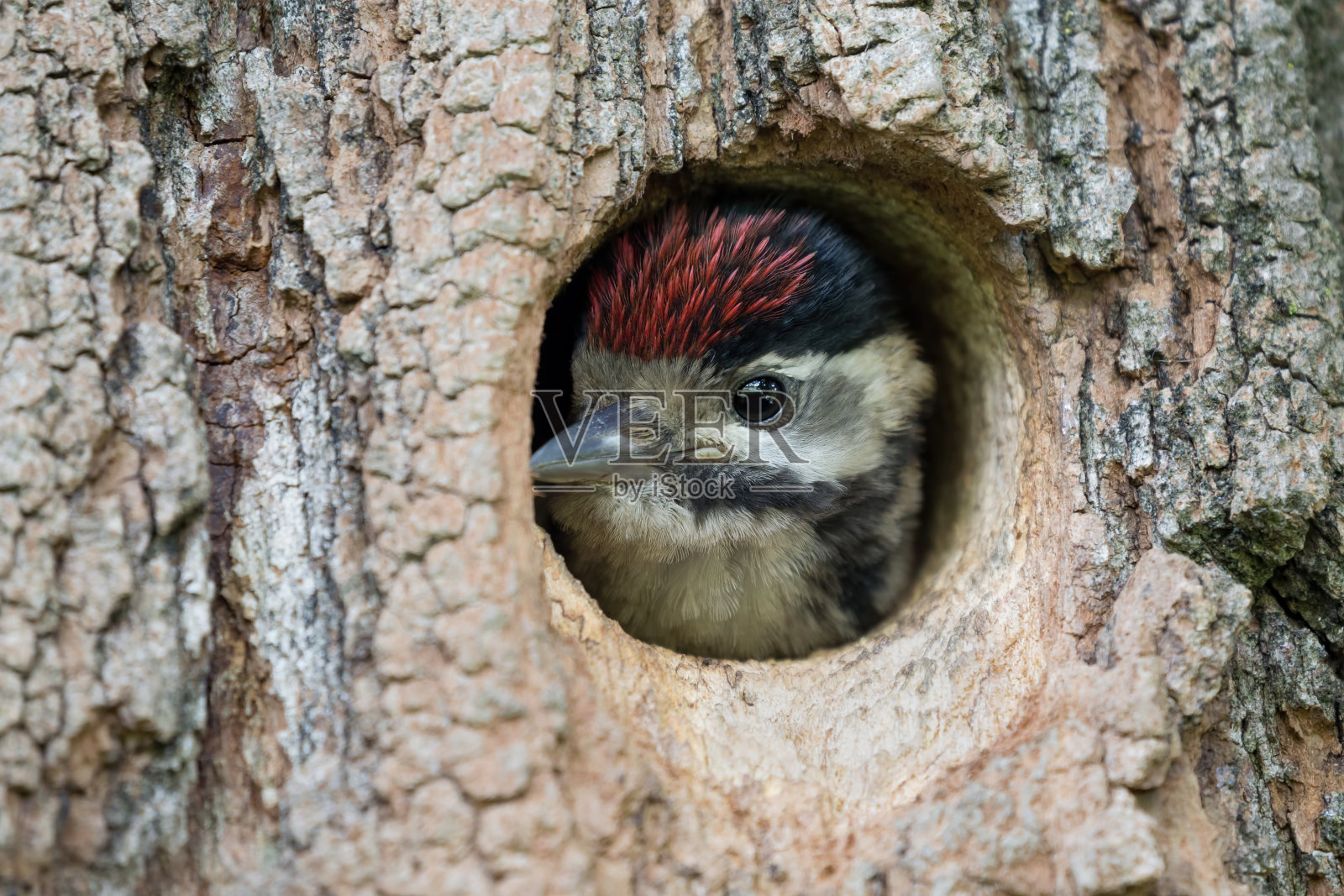 美丽的大斑点啄木鸟小鸡画像(Dendrocopos major)照片摄影图片