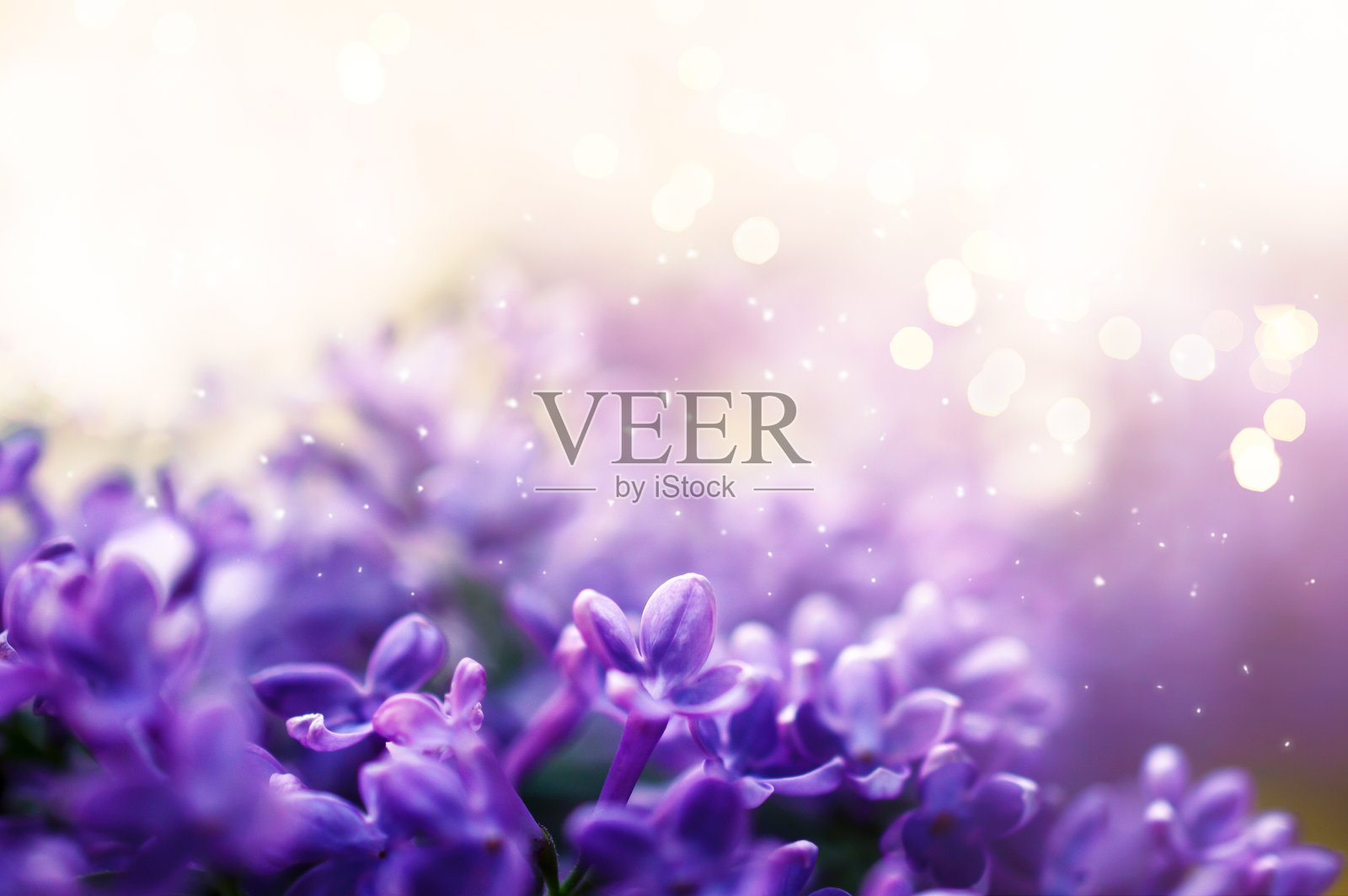 幻想丁香花特写模糊的背景与柔和的焦点效果和发光的散景照片摄影图片