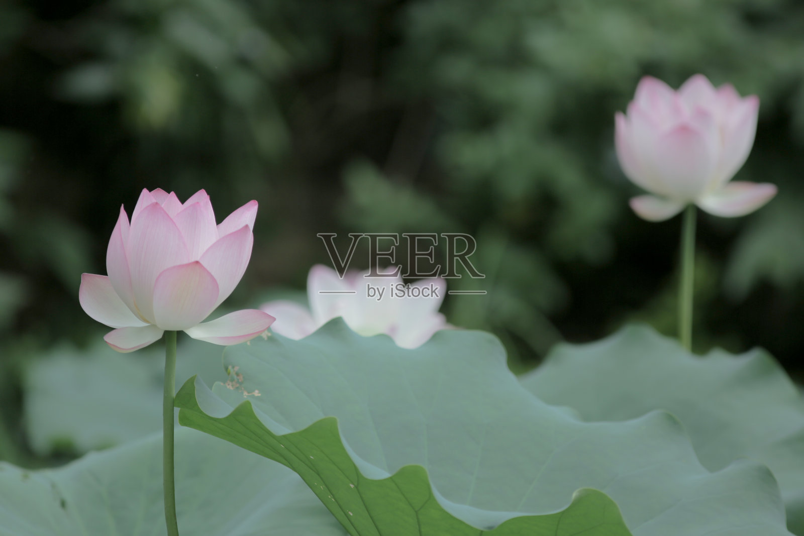 荷花和荷花植物照片摄影图片