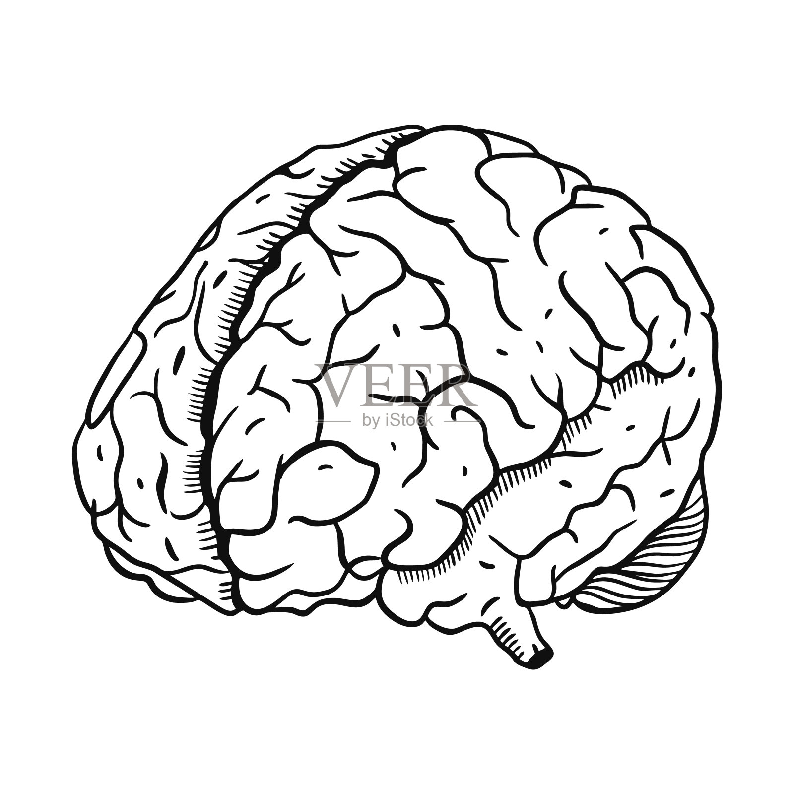 大脑版画插图。手绘矢量插图。设计元素图片