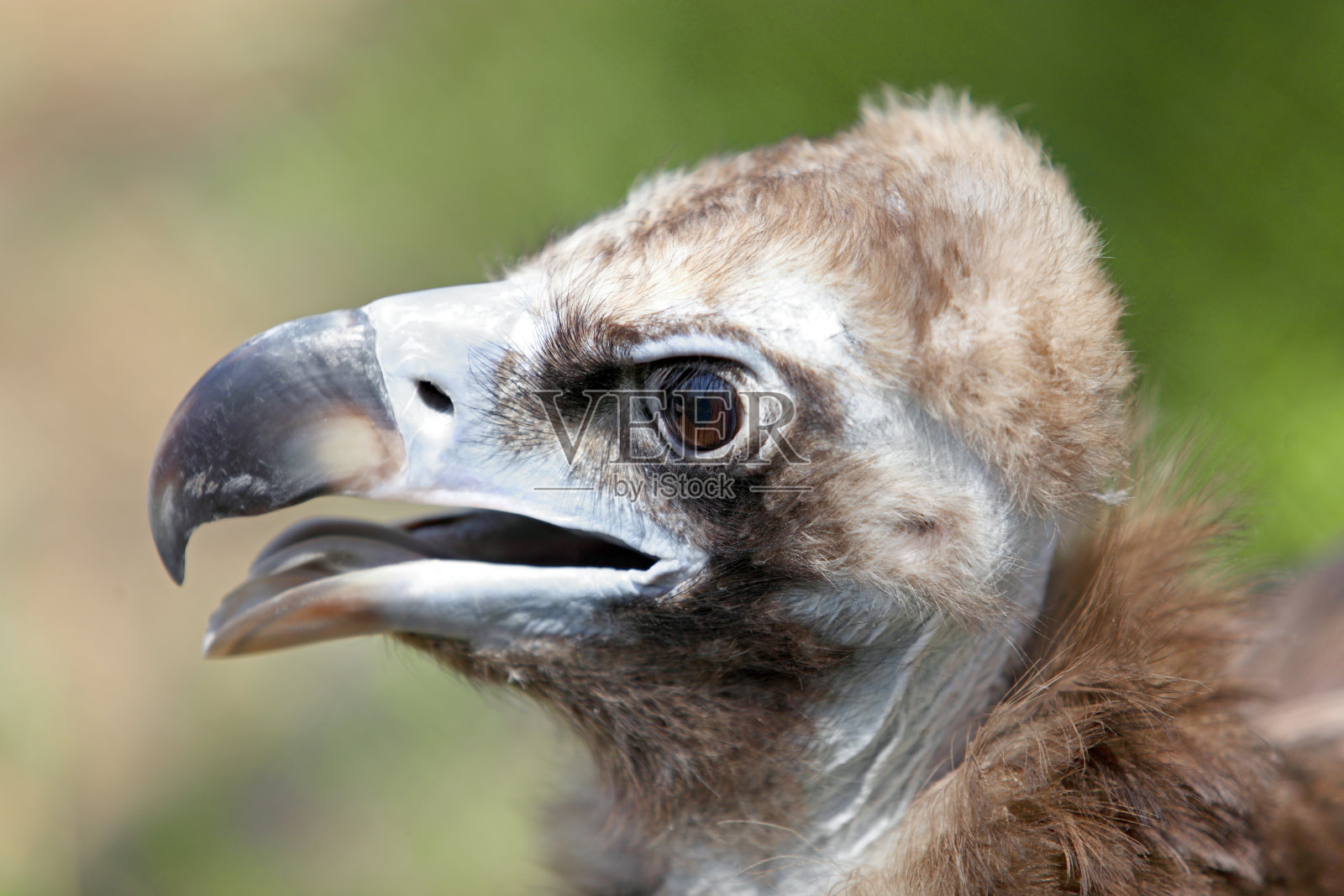 秃鹰照片摄影图片