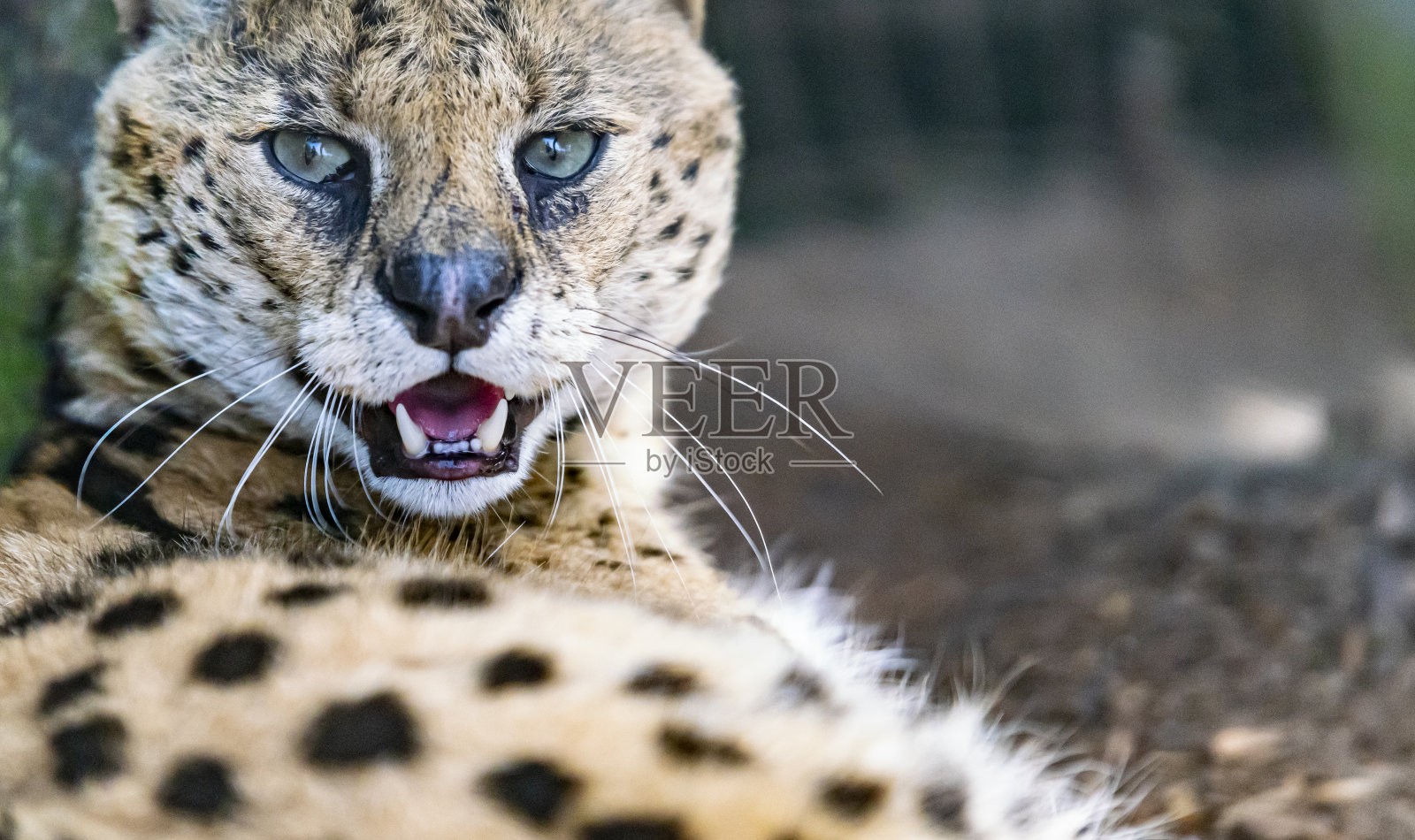 薮猫大猫照片摄影图片