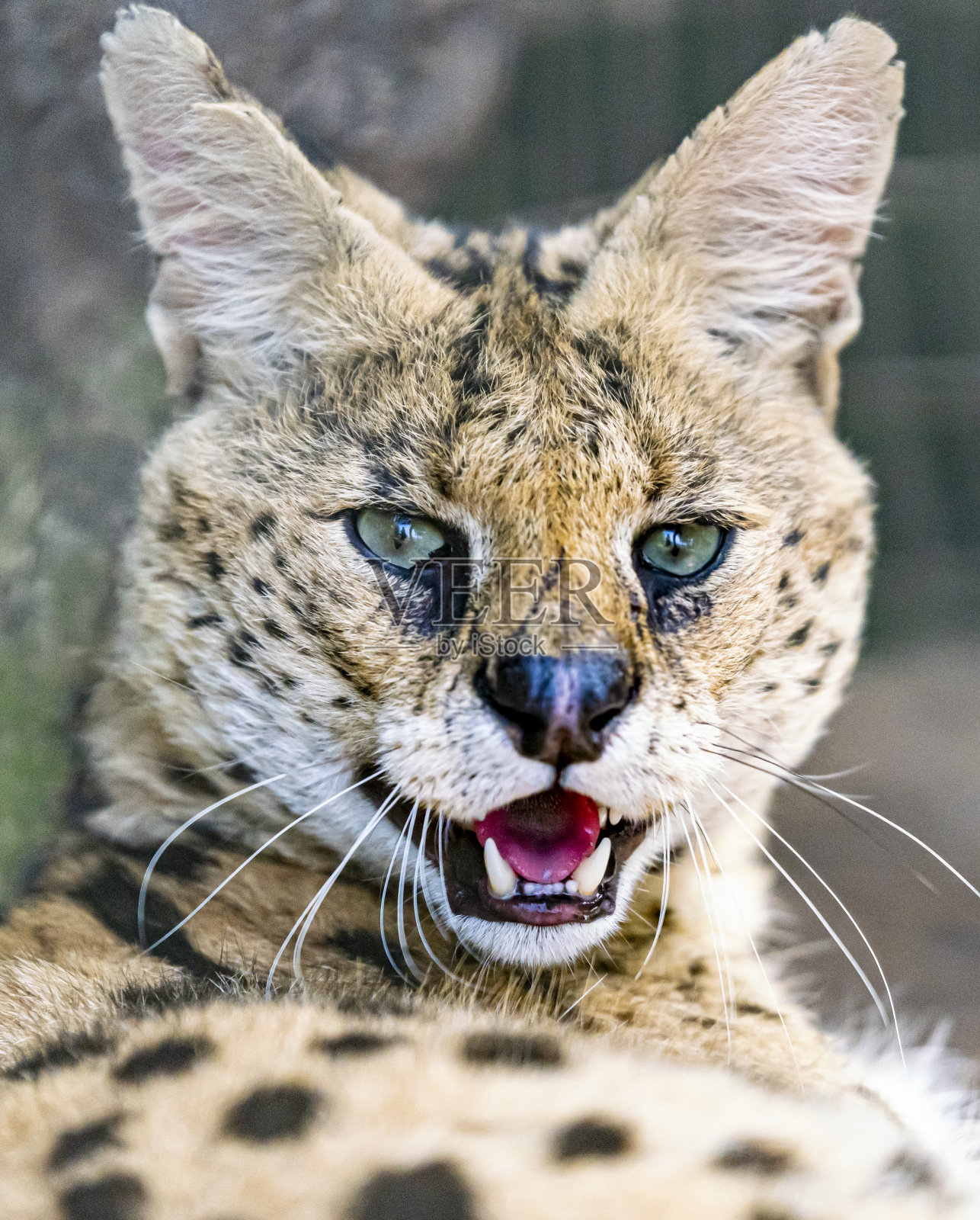 薮猫大猫照片摄影图片