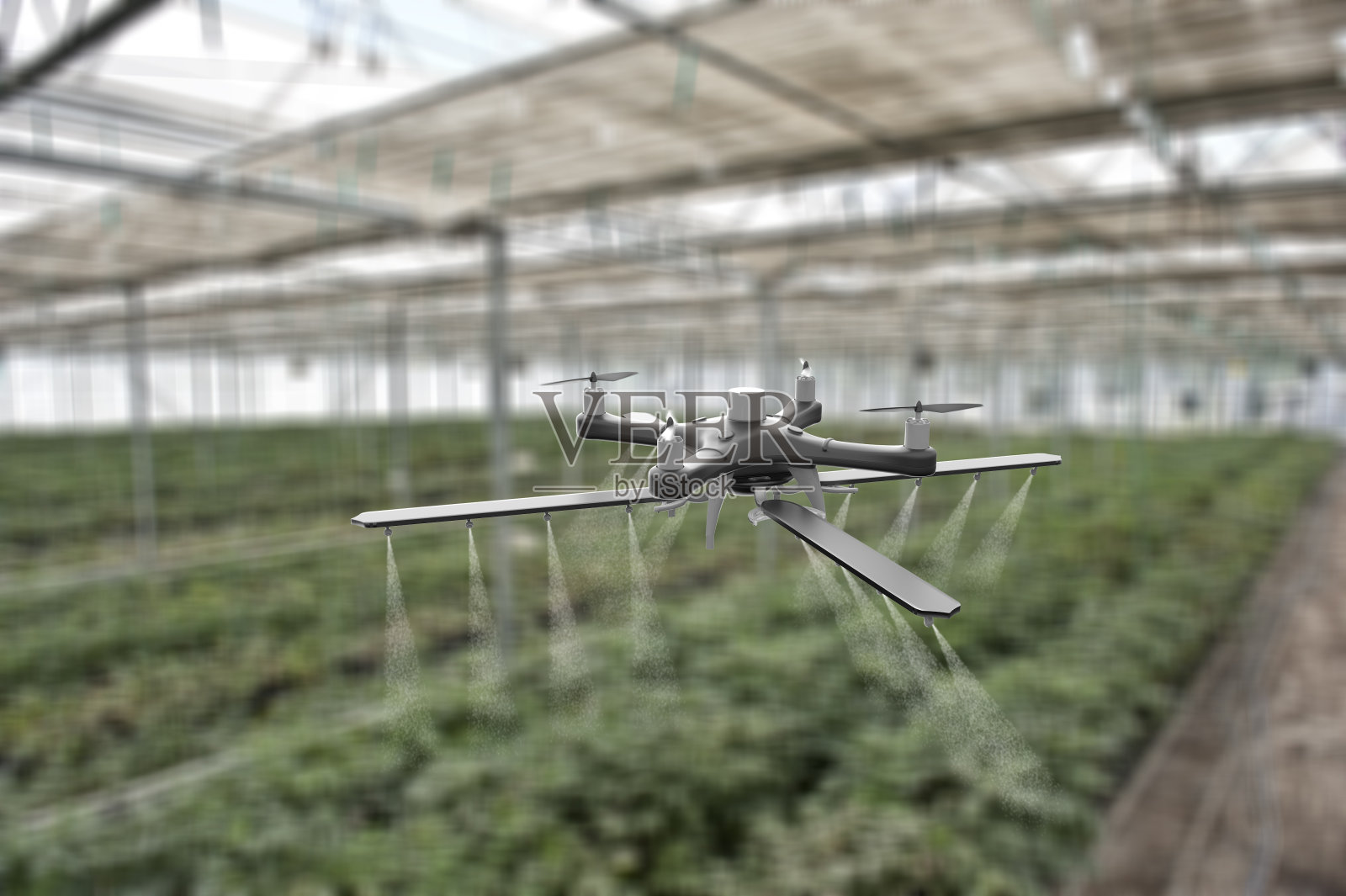 在温室里用无人机喷洒作物照片摄影图片