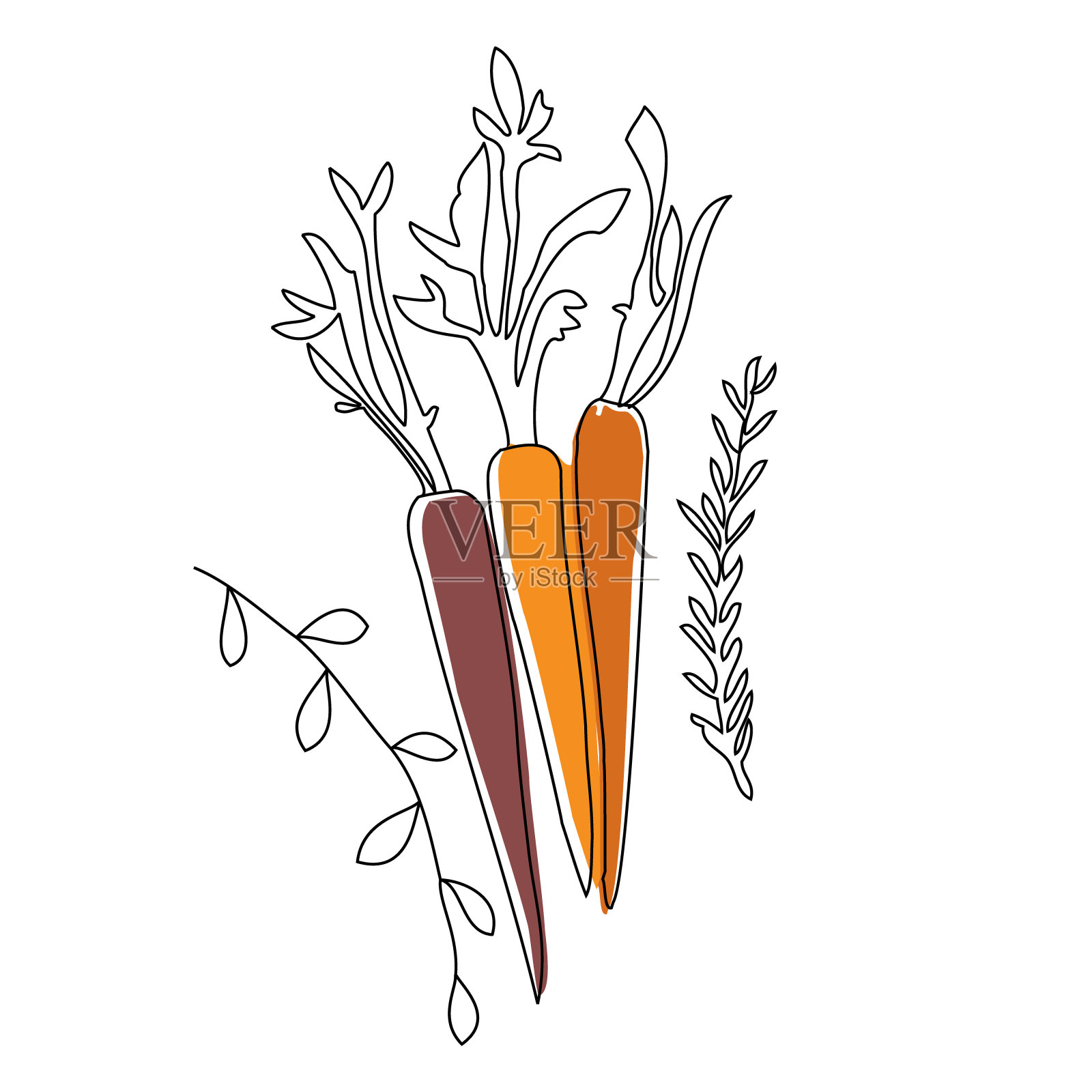 胡萝卜手绘插图孤立的背景插画图片素材