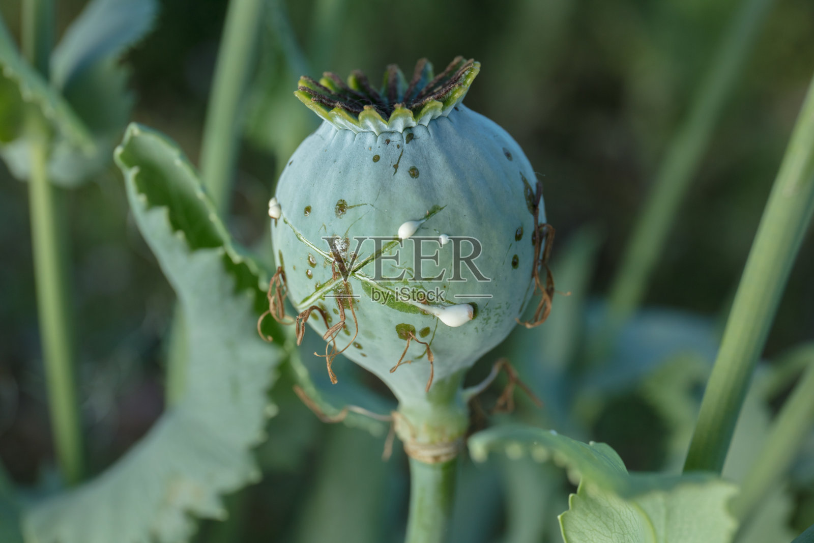 罂粟照片摄影图片