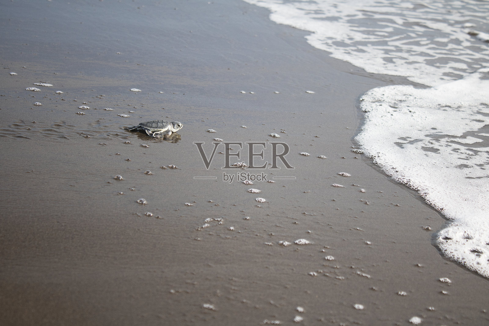 小海龟在海滩上孵化照片摄影图片