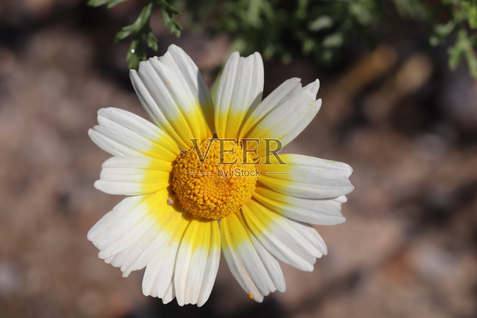 洋甘菊照片摄影图片