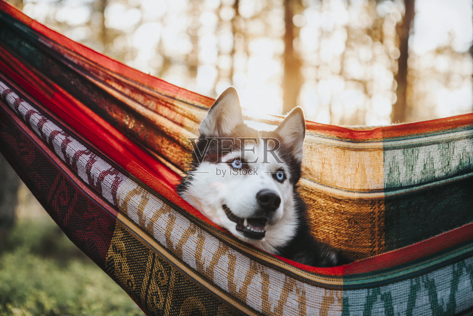 西伯利亚哈士奇狗在吊床上照片摄影图片