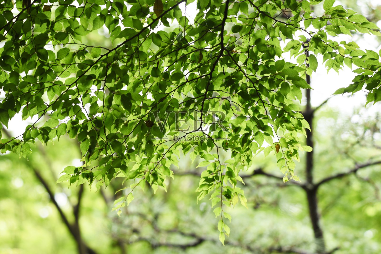 森林的翠绿照片摄影图片