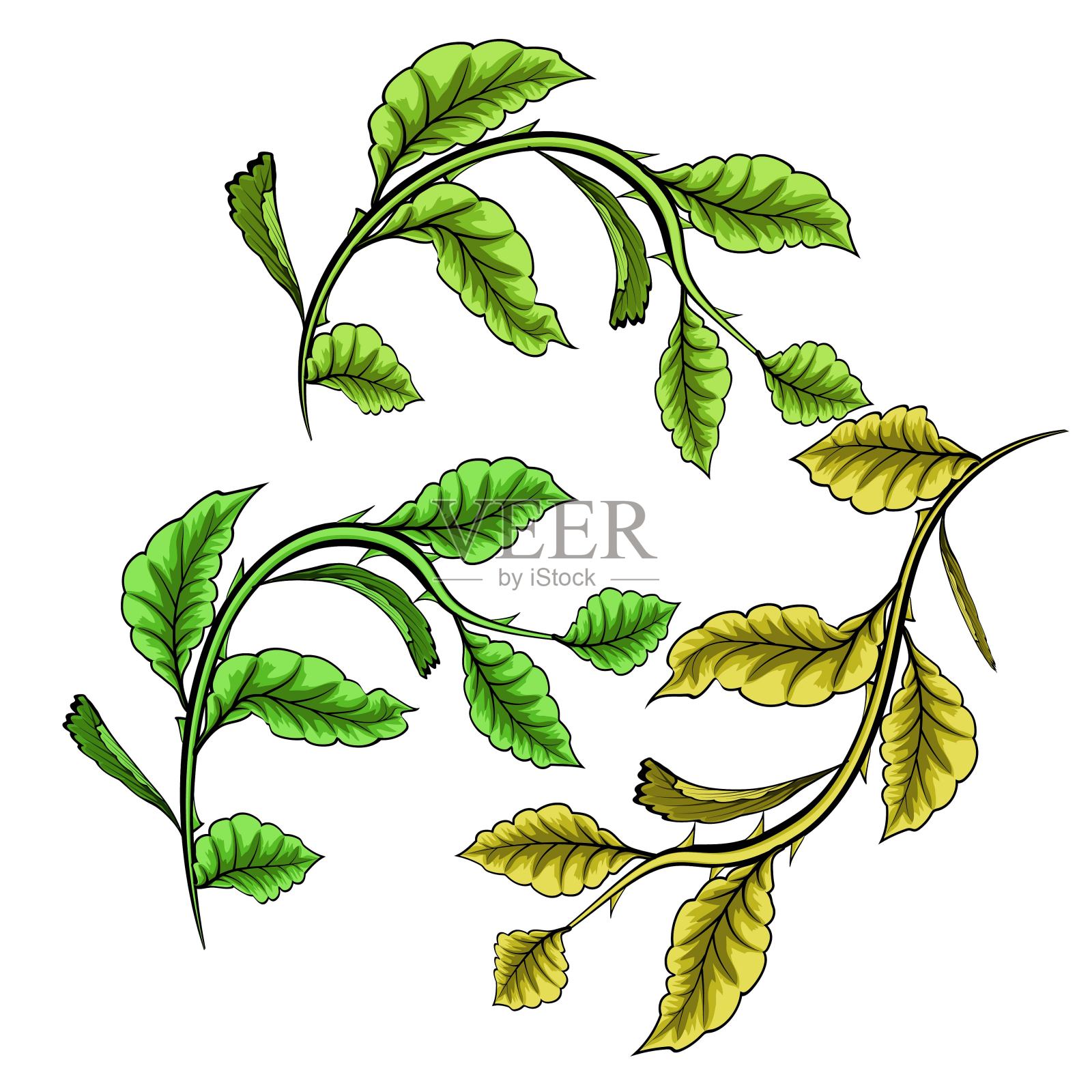 白色背景上有绿叶的树枝。矢量插图。插画图片素材