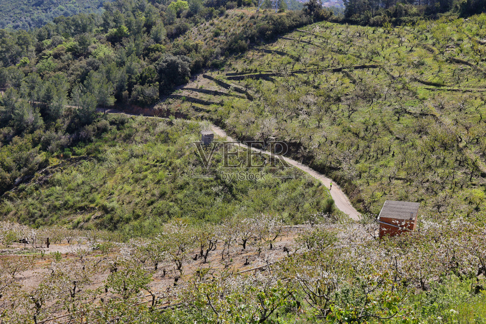 西班牙巴塞罗那省圣克莱门特附近盛开的樱花树照片摄影图片
