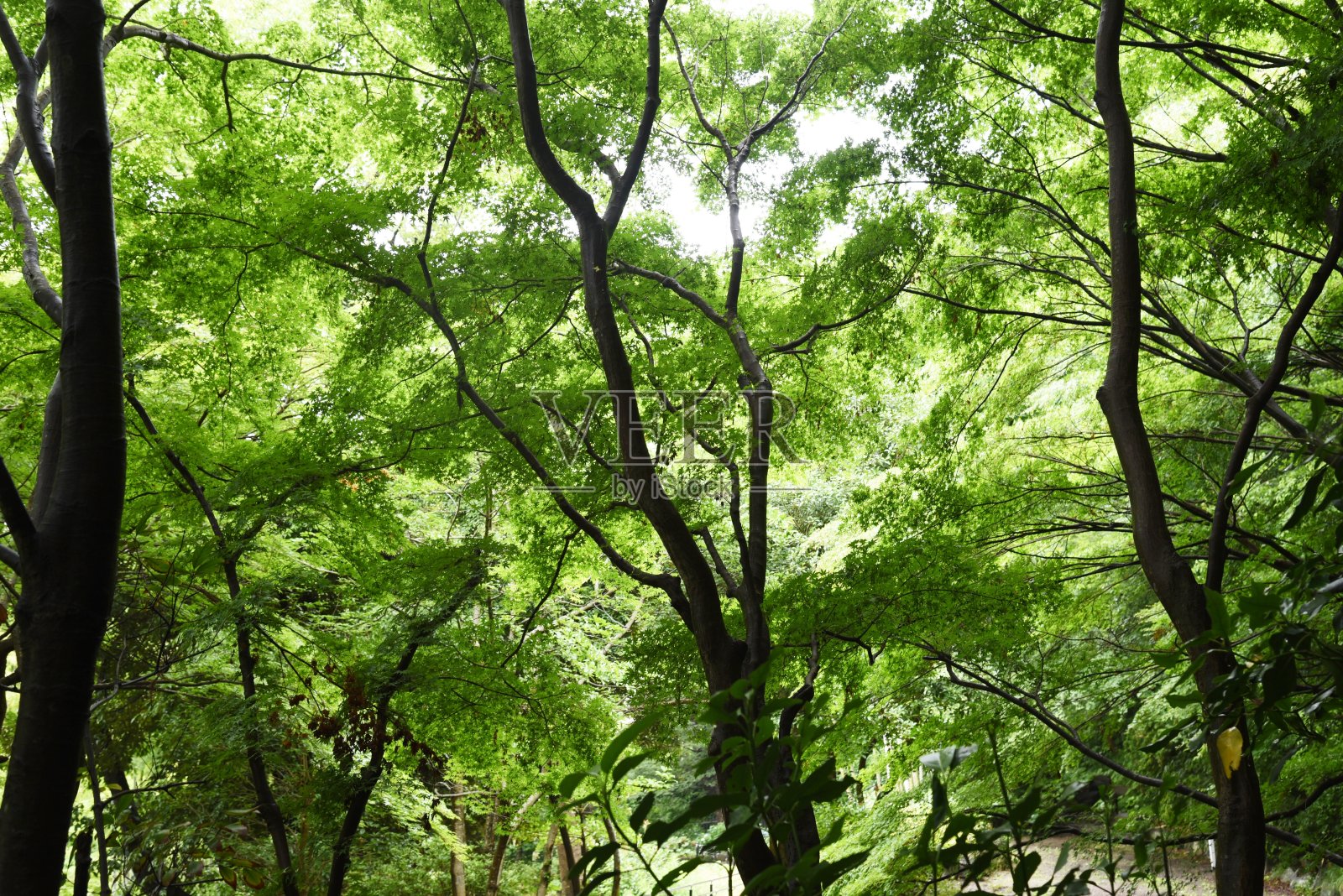 森林的翠绿照片摄影图片