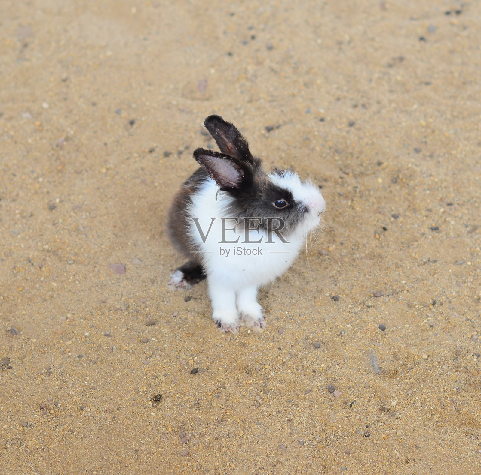兔子在沙地上照片摄影图片
