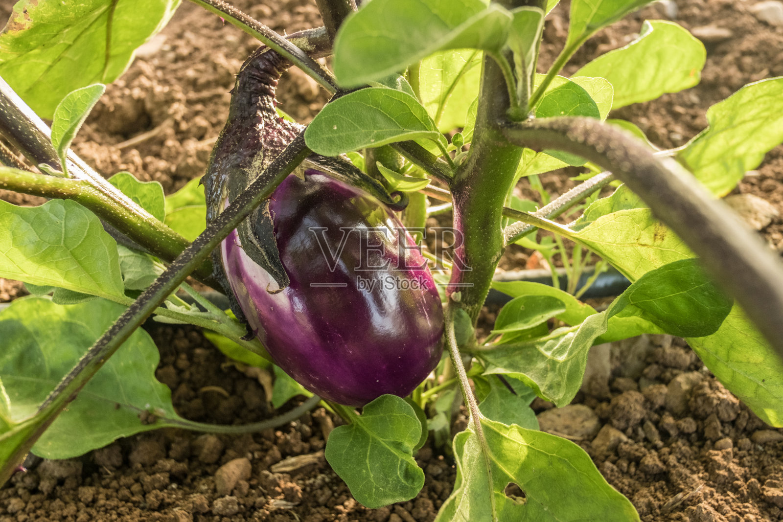茄子照片摄影图片