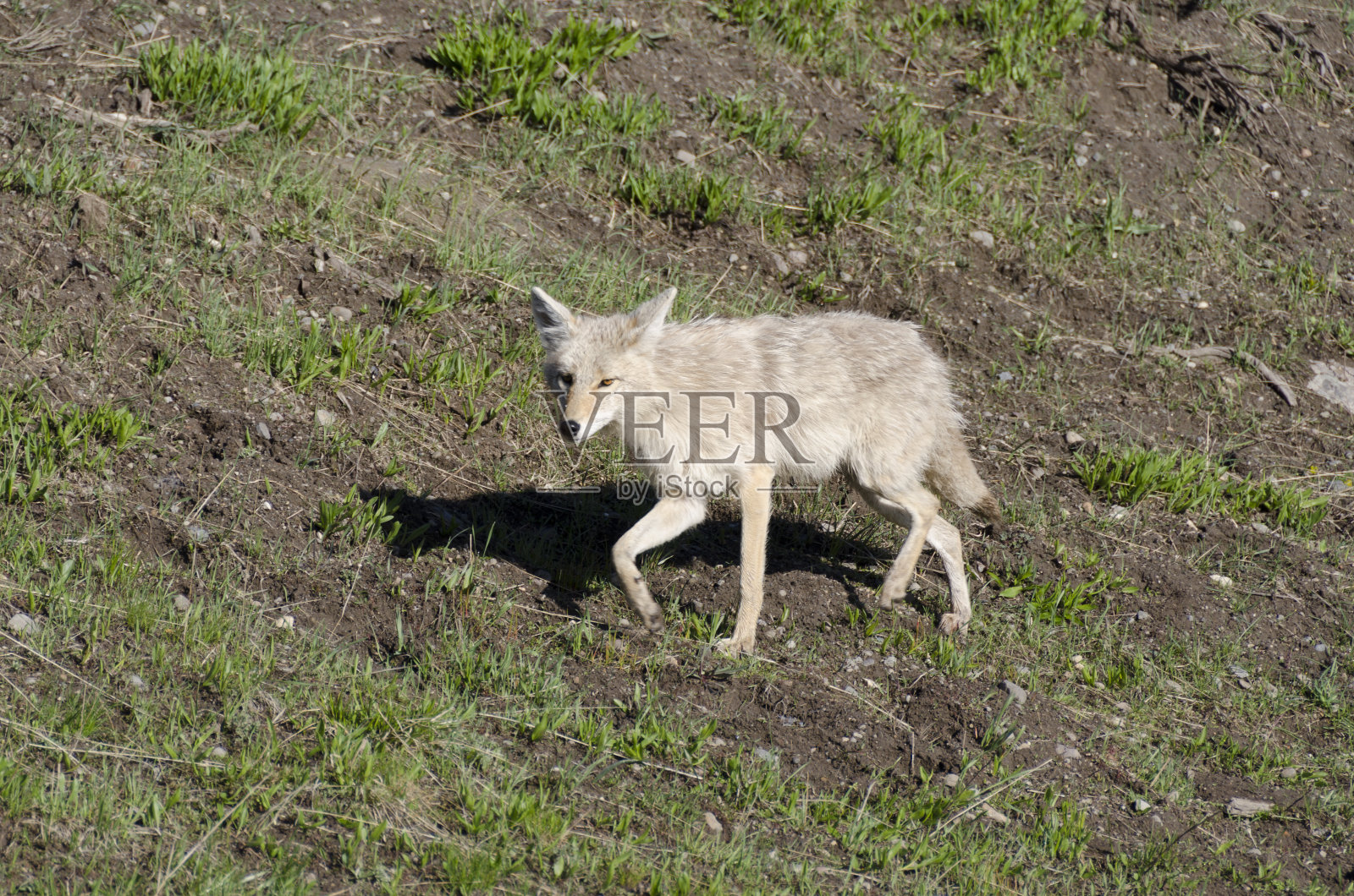在黄石国家公园草地上奔跑的郊狼照片摄影图片