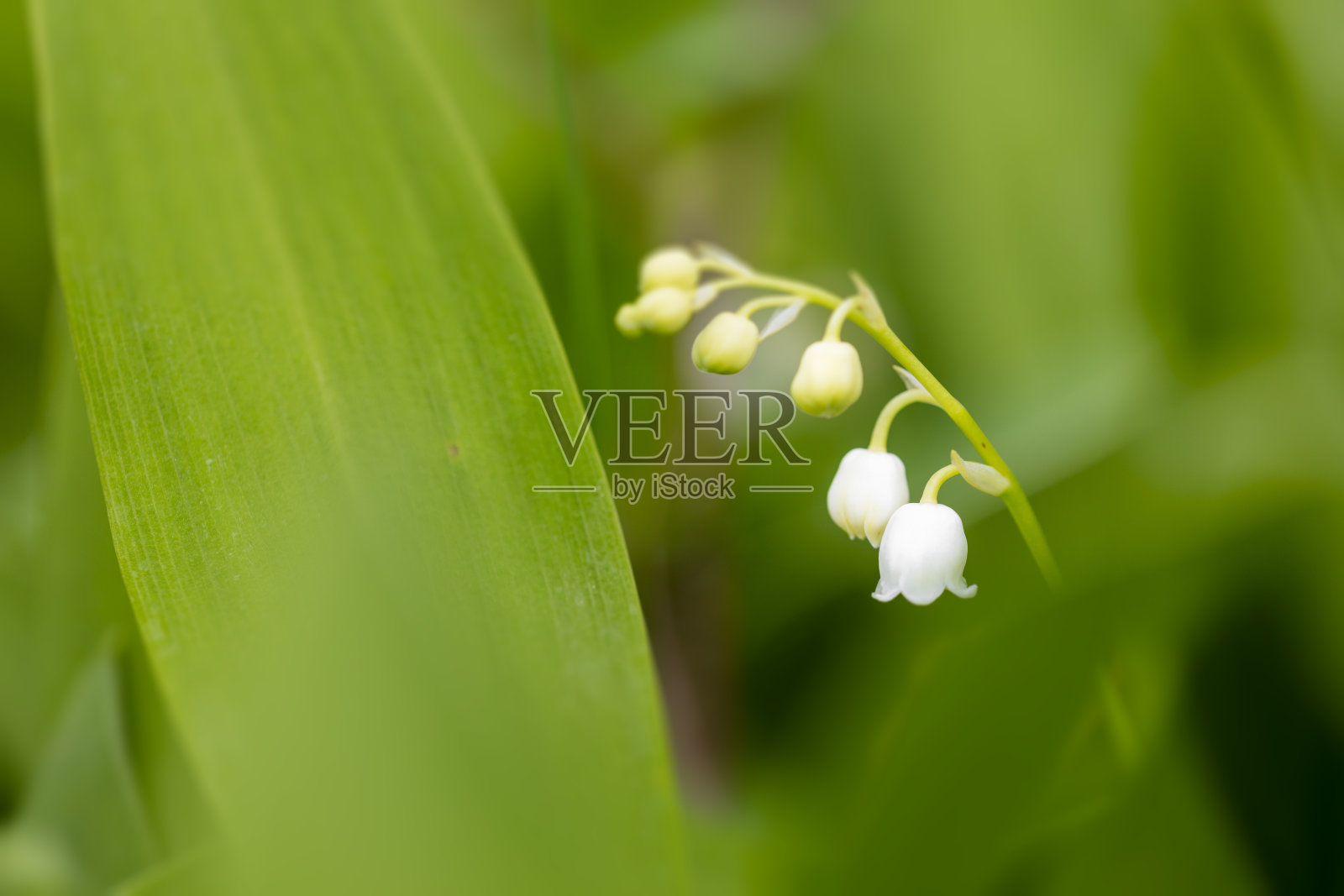 铃兰照片摄影图片