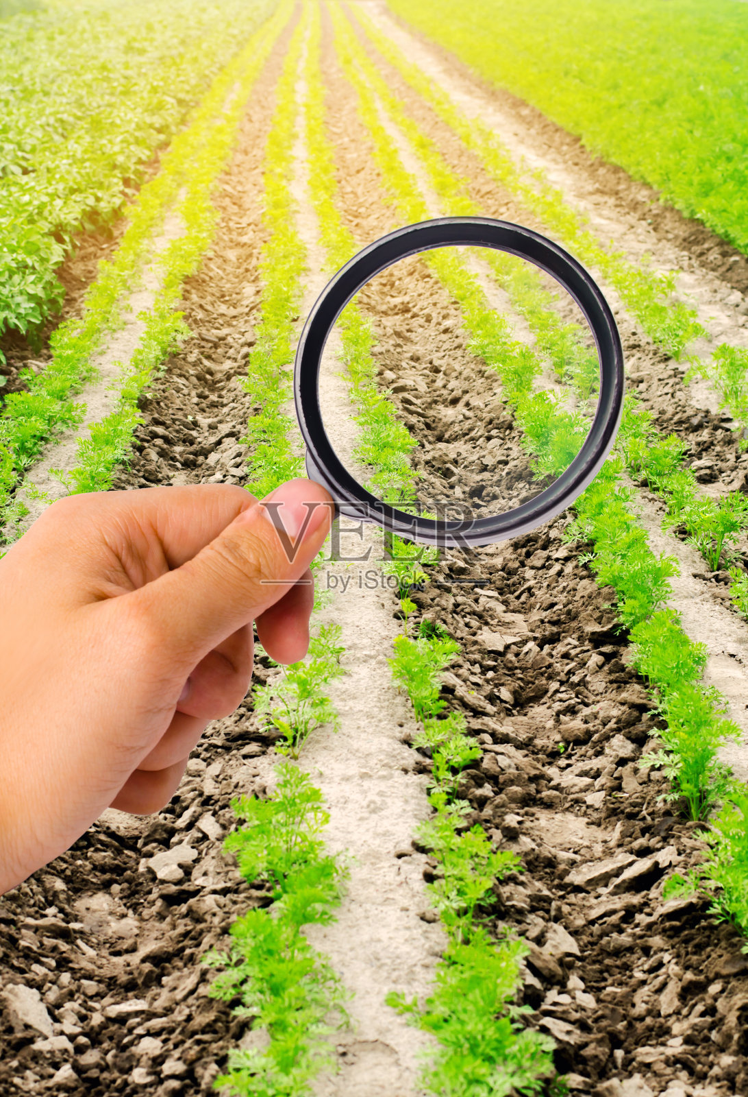 食品科学家检查胡萝卜中是否含有化学物质和杀虫剂。健康的蔬菜。果树栽培。农业。收割。农业作物。农业工业部门结构的研究照片摄影图片