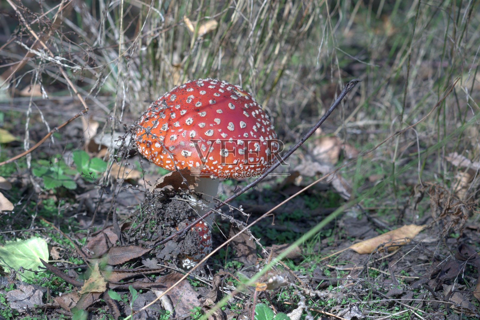 白毒伞有一顶凸圆顶状的帽子，还有一种微小的真菌，被树叶覆盖着照片摄影图片