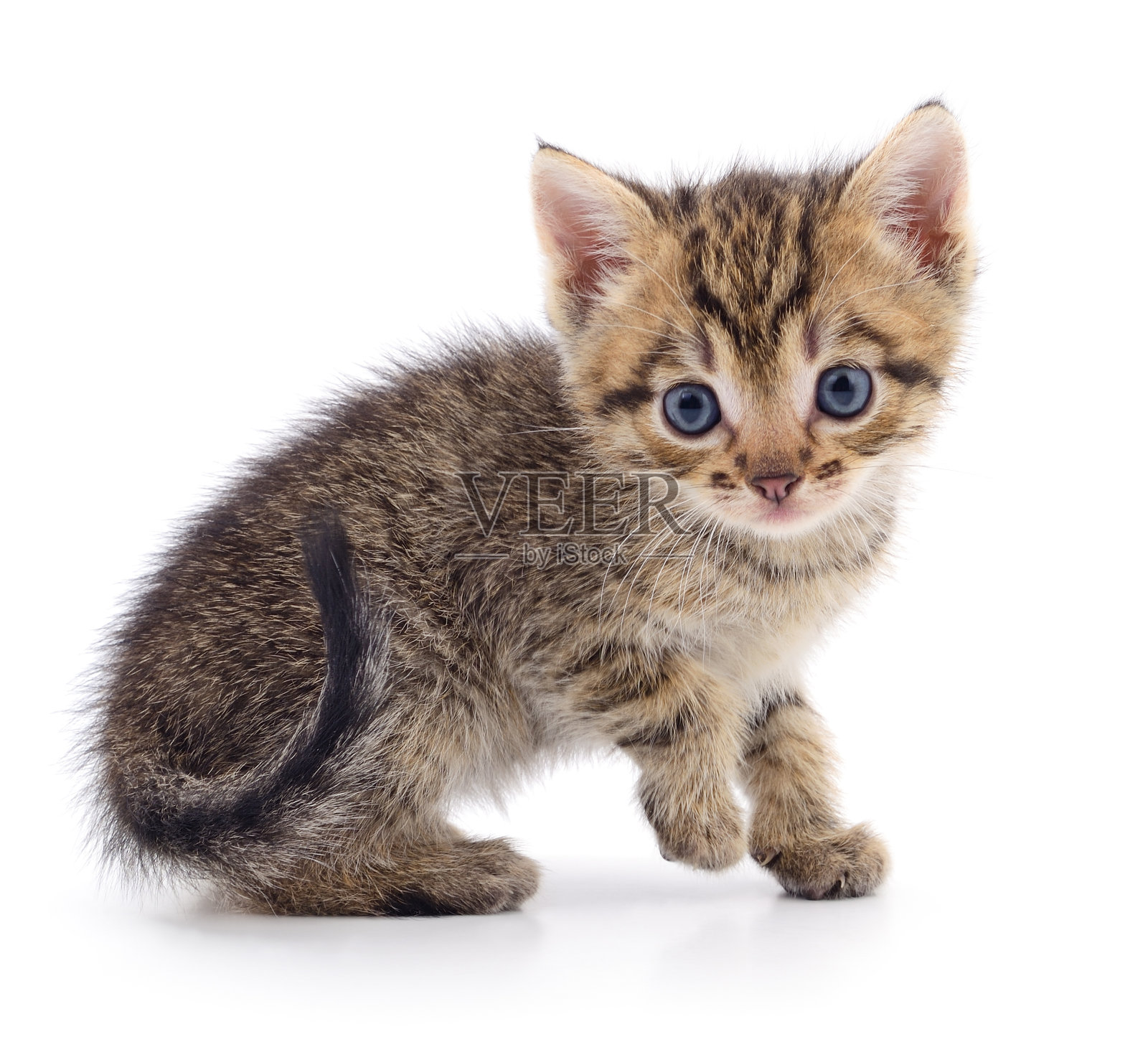 白色背景上的小猫。照片摄影图片