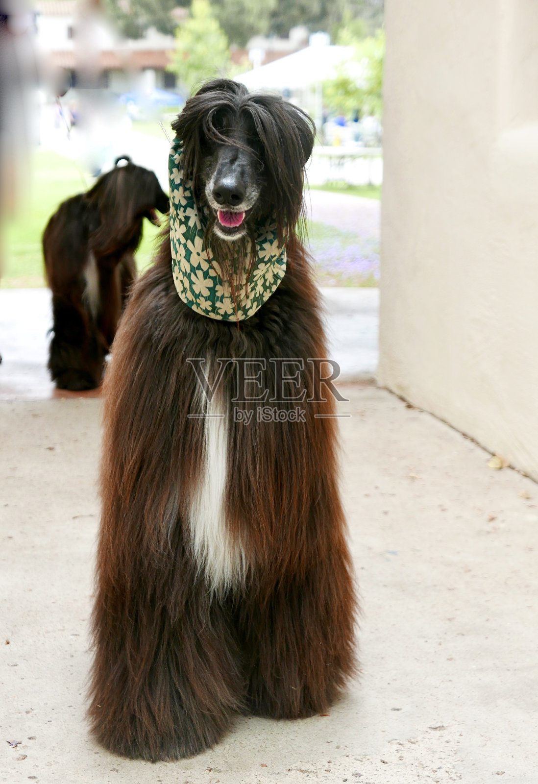 狗的态度照片摄影图片