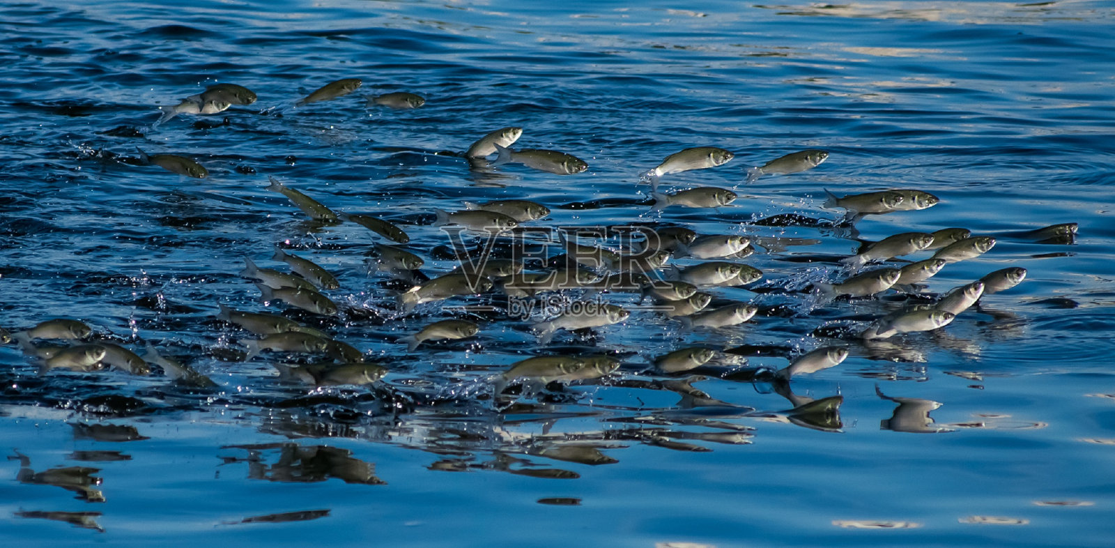 跳鱼照片摄影图片