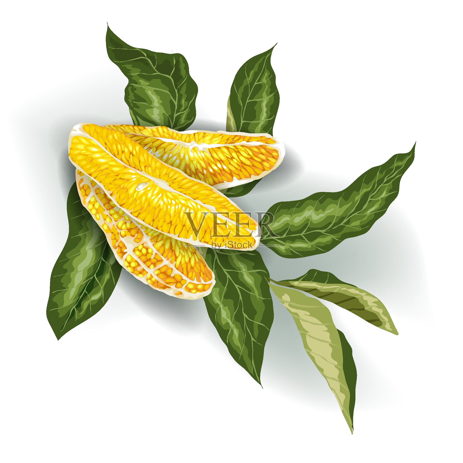 向量图像装饰元素与3柑橘类水果切片和树枝弯曲的叶子插画图片素材