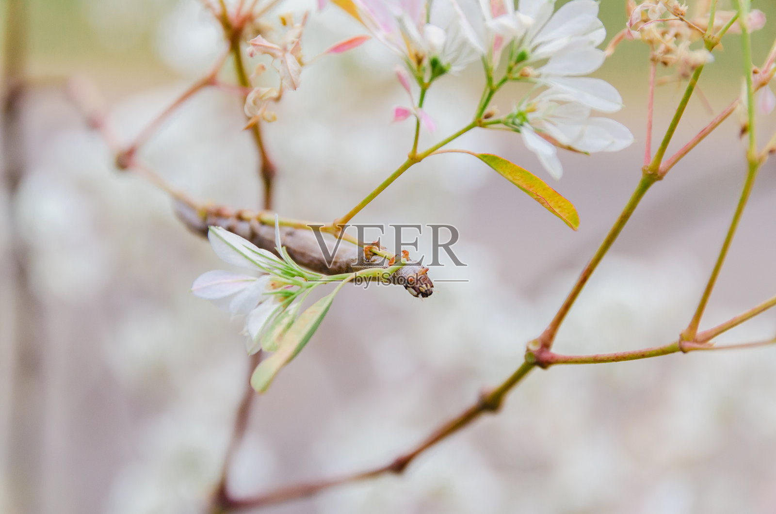 花在自然界中照片摄影图片