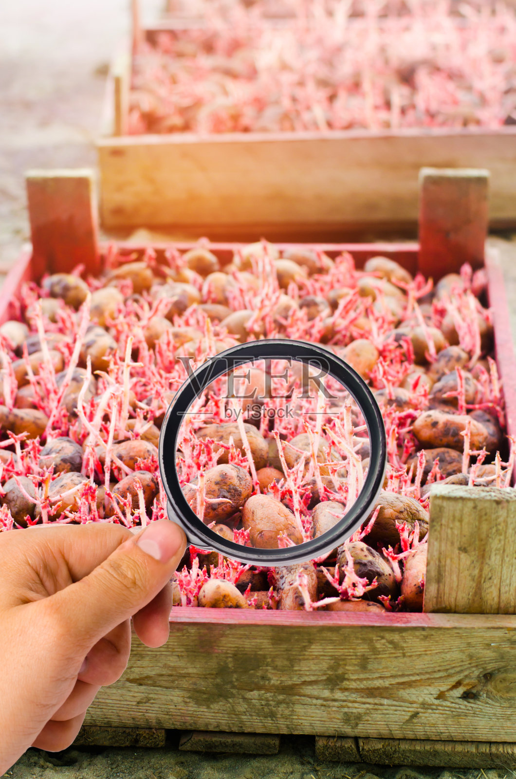 食品科学家检查土豆是否含有化学物质和杀虫剂。健康的蔬菜。果树栽培。一丛嫩黄的马铃薯，收获，耕种。农业工业部门结构的研究照片摄影图片