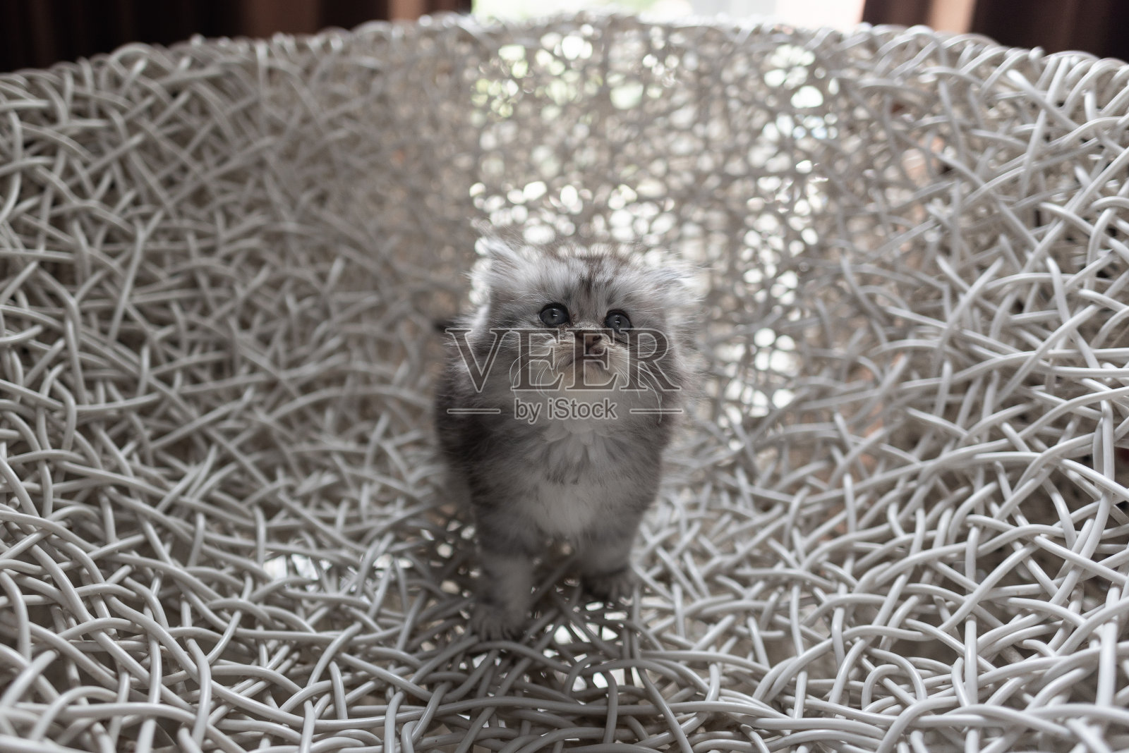 无家可归的猫在新家照片摄影图片