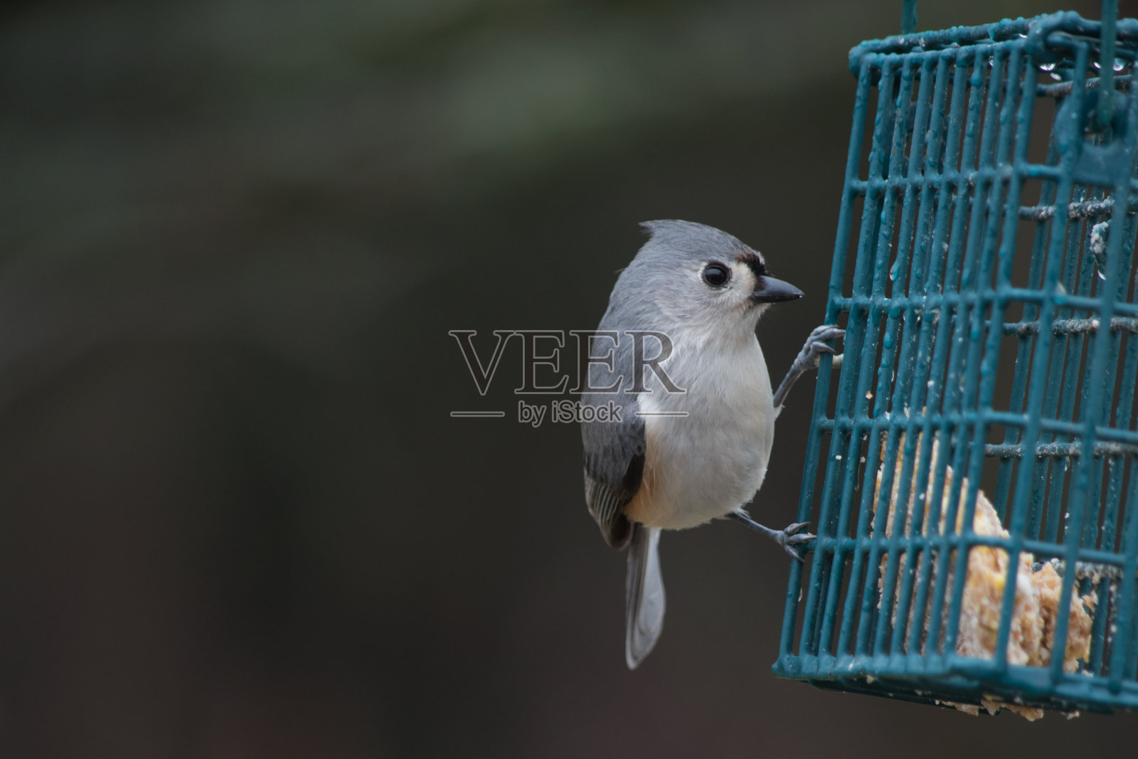奇怪的鸟照片摄影图片