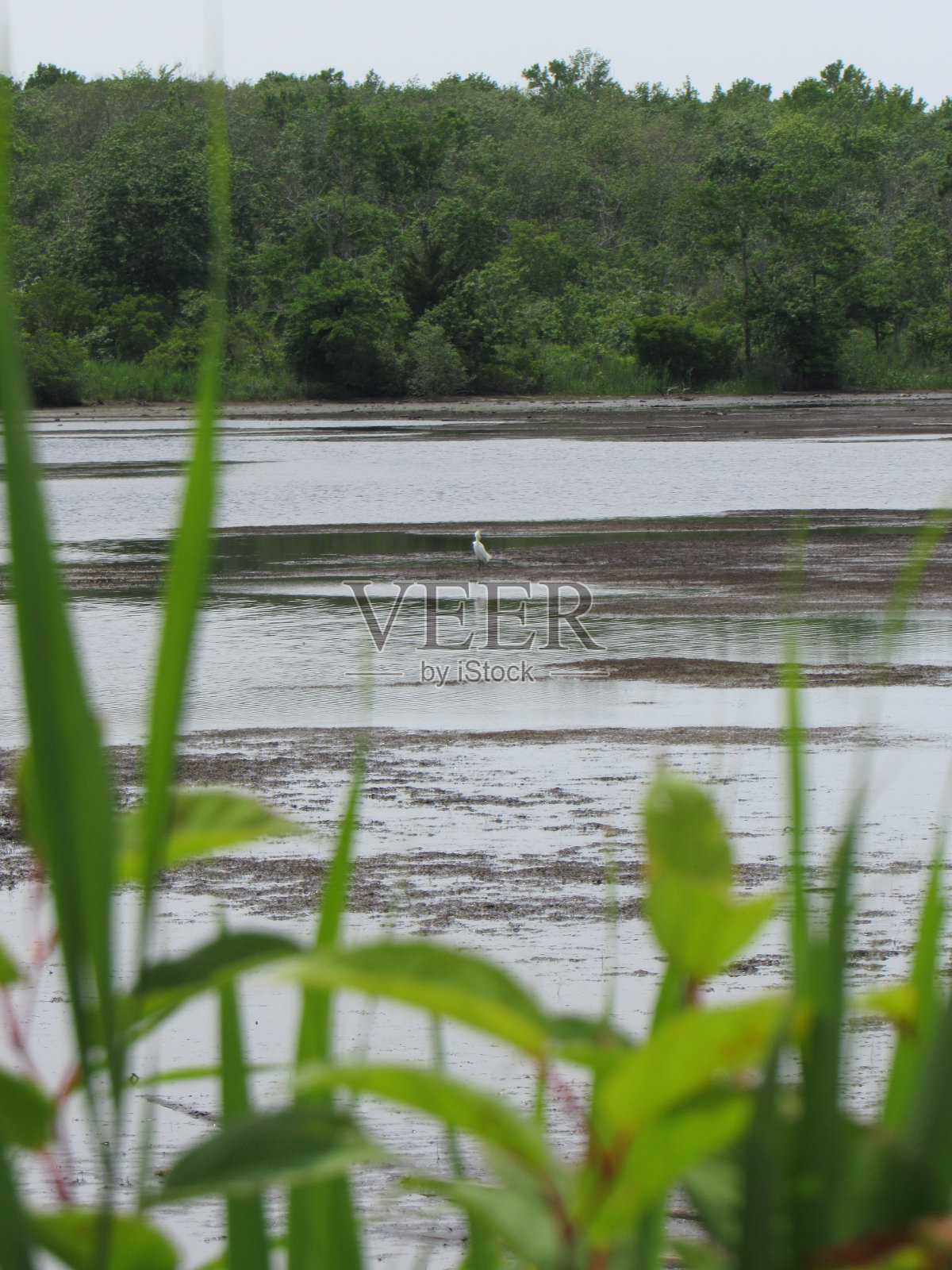 湿地海景照片摄影图片