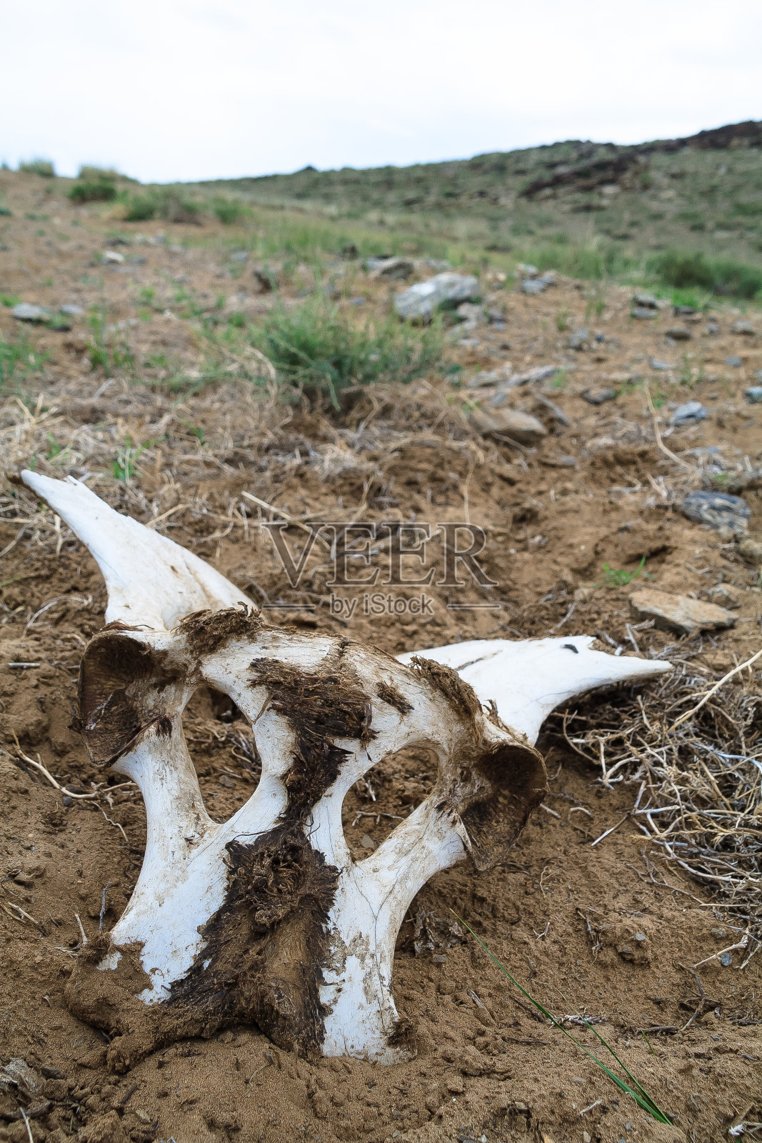马骨死亡蒙古战争照片摄影图片