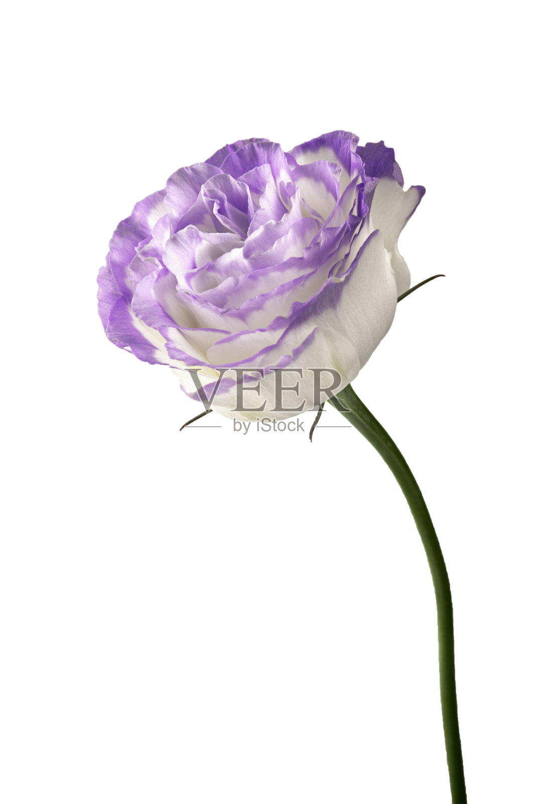 花eustoma孤立照片摄影图片