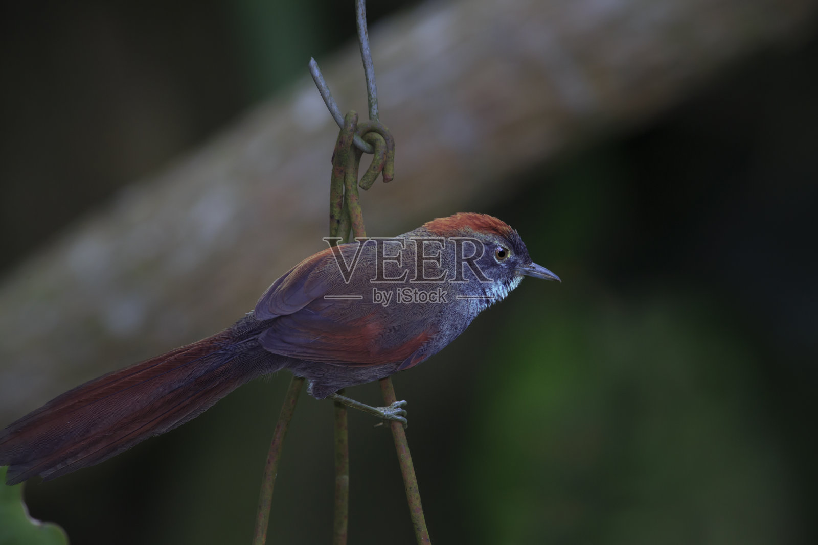 西纳拉西斯·阿扎雷照片摄影图片