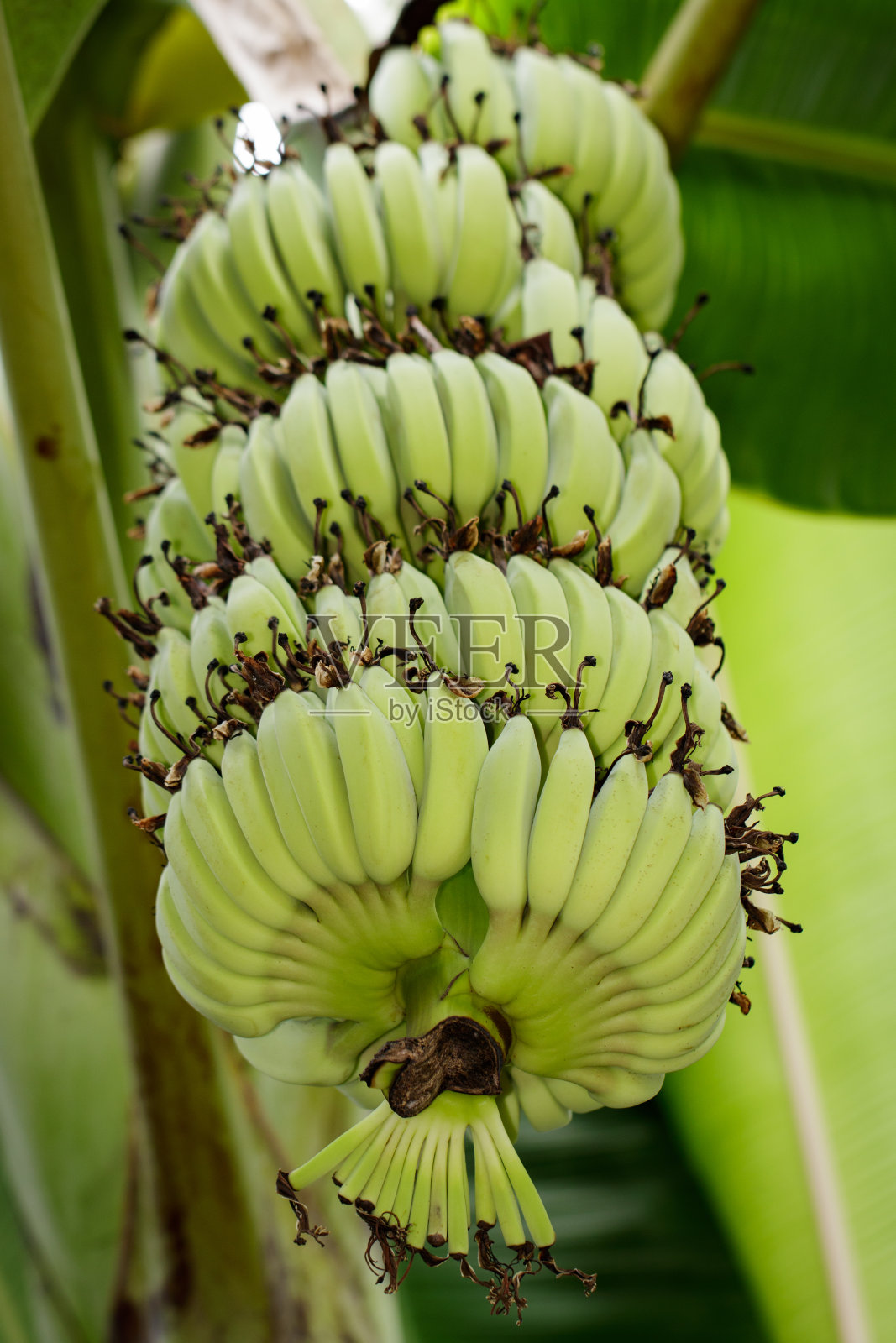 泰国花园香蕉树上的生绿色香蕉。照片摄影图片
