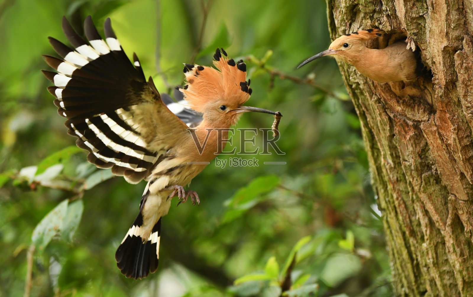 戴胜鸟照片摄影图片