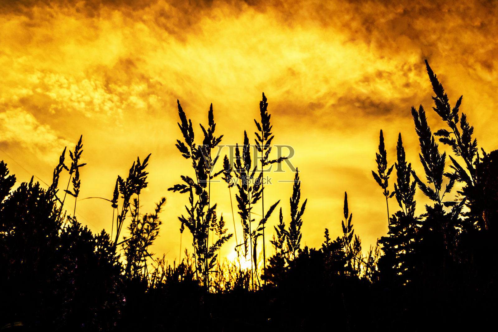耳朵上的草对着夕阳的天空照片摄影图片